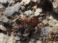 Pheidole navigans