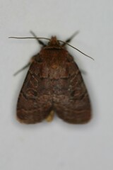Orthodes cynica