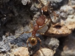 Pheidole navigans