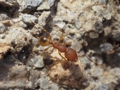 Pheidole navigans