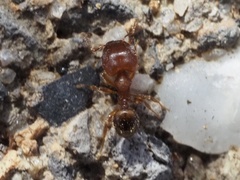 Pheidole navigans