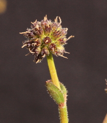 Opercularia vaginata