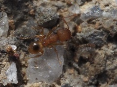 Pheidole navigans