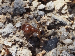 Pheidole navigans