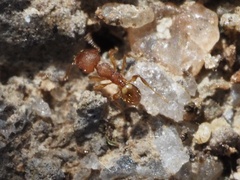 Pheidole navigans