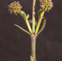 Opercularia vaginata