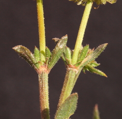 Opercularia vaginata