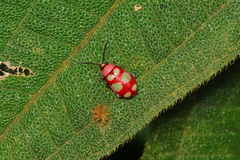 Omophoita sexnotata
