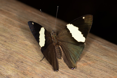 Colobura dirce dirce