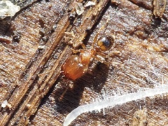 Pheidole navigans