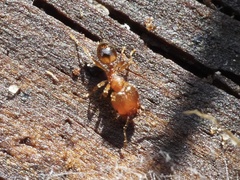 Pheidole navigans
