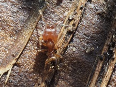 Pheidole navigans