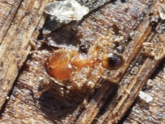Pheidole navigans