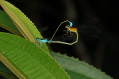 Ischnura fluviatilis