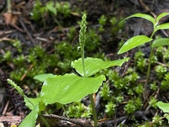 Neottia banksiana