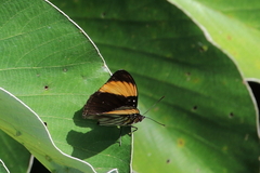 Adelpha melanthe