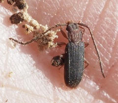 Uleiota dubia