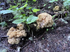 Ramaria rasilispora