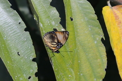 Adelpha melanthe