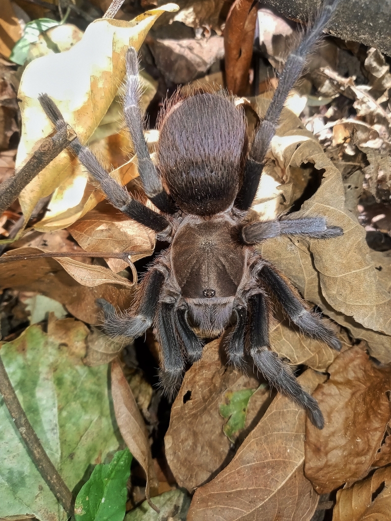 Costa Rican Blue Front Tarantula