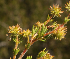 Opercularia spermacocea