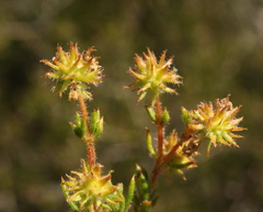 Opercularia spermacocea