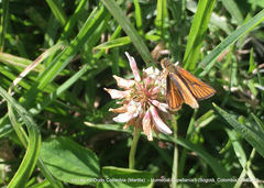 Ancyloxypha melanoneura