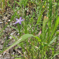 Triodanis perfoliata