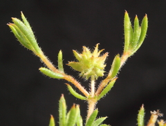 Opercularia spermacocea