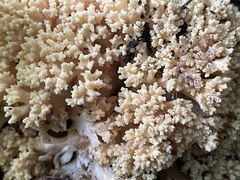 Ramaria rasilispora