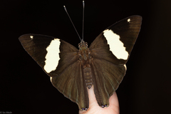 Colobura dirce dirce