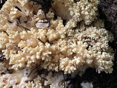 Ramaria rasilispora