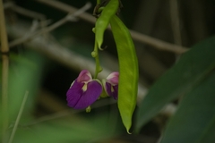 Canavalia bonariensis