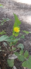 Sonchus oleraceus