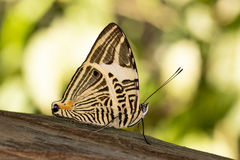 Colobura dirce dirce