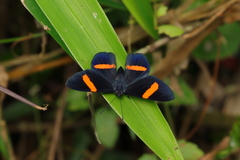 Panara soana