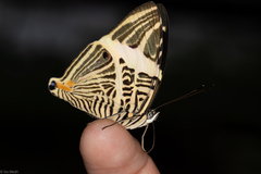 Colobura dirce dirce