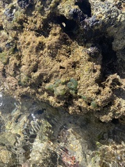 Dictyosphaeria versluysii