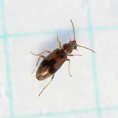 Notoxus desertus