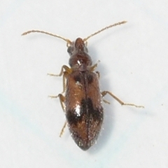 Notoxus desertus