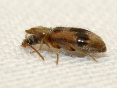 Notoxus desertus