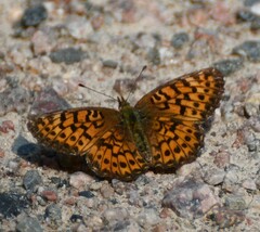 Boloria chariclea