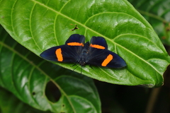Panara soana