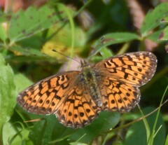 Boloria chariclea