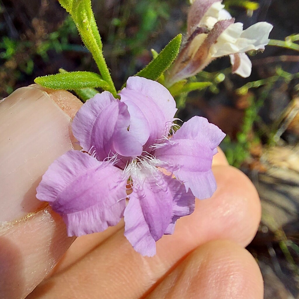Purple Coopernookia from Balmoral NSW 2571, Australia on February 05 ...