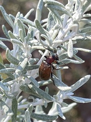 Ecnolagria rufescens