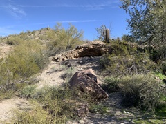 Parkinsonia microphylla