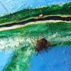 Rutilia
