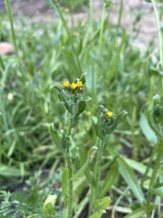 Amsinckia spectabilis