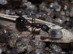 Cardiocondyla venustula